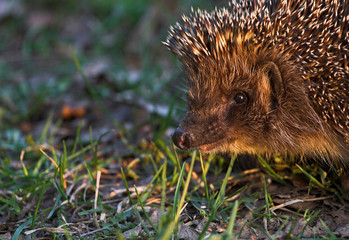 Portrait of a hedgehog in the wild nature