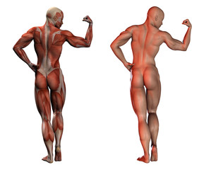 3d image of human muscles - anatomy and normal