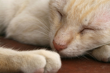 Beautiful white kitty sleepping under the sun