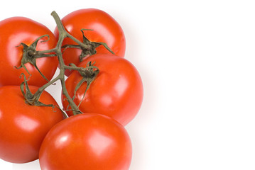 The Spanish tomatoes on a branch on a white background