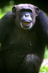 Chimpanzee