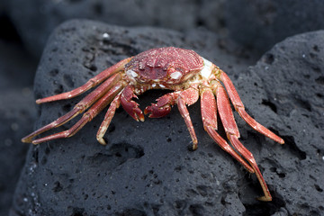 Hawaiian Crab Baked by Sun on Kona Island Volcanic Rocks