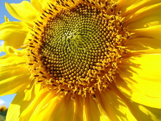 Yellow blossoming sunflower close-up 03