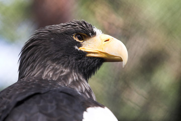 Sea eagle sitting in the zoo cage