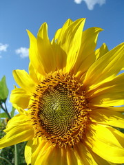 Yellow blossoming sunflower close-up 02