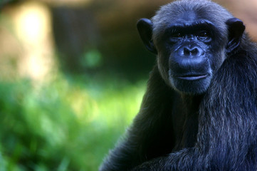 Chimpanzee