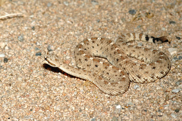 A Colorado desert sidewinder found in southern California.