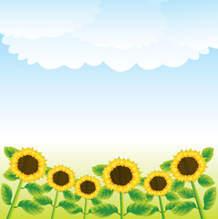 Fototapeta na wymiar sunflowers
