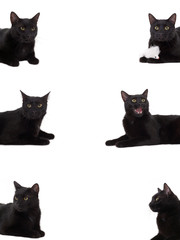 6 black cat portrait, isolated 