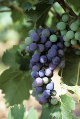 grapes growing in vineyard cote du rhone vaucluse 