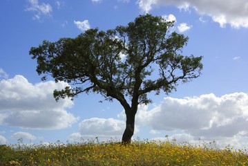 Fototapeta na wymiar Solitary Tree In The Field