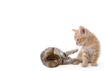 Fototapeta na wymiar two kittens playing on white background
