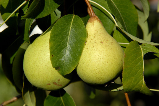 two pears in the green leaves of the tree
