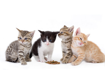 Fototapeta na wymiar cztery kocięta siedzi za suchą karmą.