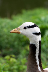 close-up of duck in meadow