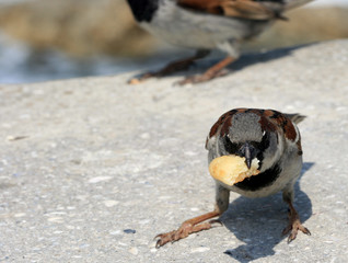 little sparrow with piece of food in beak