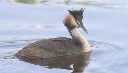 Great Crested Grebe.