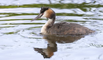 Great Crested Grebe. 