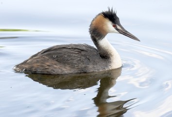 Great Crested Grebe. 