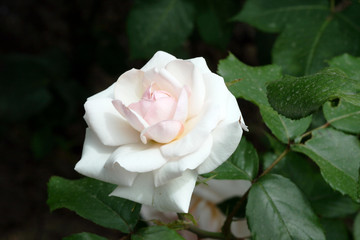 white rose on green background, macro