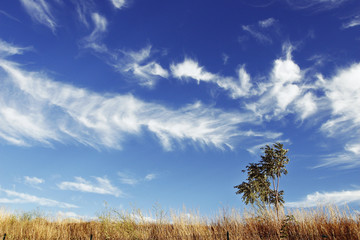 Fototapeta premium arbre isolé