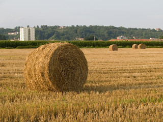 Hay rolls in afternoon light