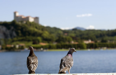 Two pigeons (environs of Arona on the Maggiore Lake in Italy)