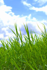 Fototapeta premium Grass and the sky with clouds
