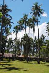 tall coconut trees