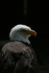 bald eagle