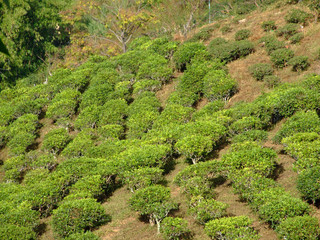 plantation de the, thailande