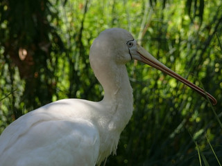 spoonbill
