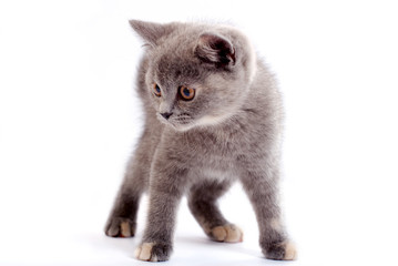 grey kitty isolated on a white background