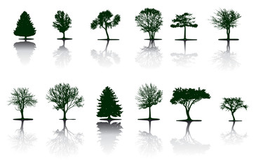 Trees - 3804383