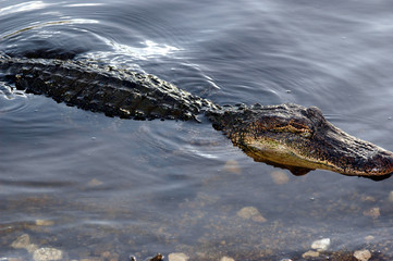 An American alligator floats along the waters edge.