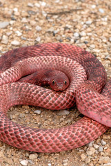 A bright red western coachwhip