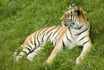 Amur Tiger (Panthera tigris altaica) looking to left of frame