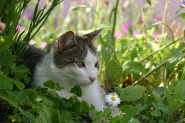 Chat allongé dans le jardin