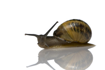 Garden snail in front of a white background