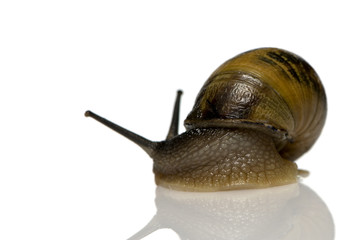 Garden snail in front of a white background