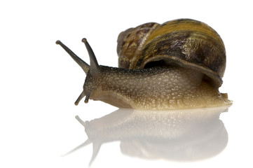 Garden snail in front of a white background