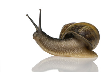 Garden snail in front of a white background