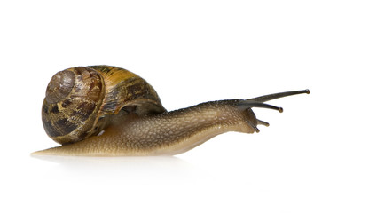 Garden snail in front of a white background