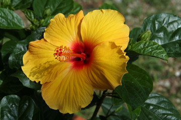 Yellow Hibiscus