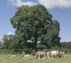Obraz premium cattle in field on country estate sitting and standing 