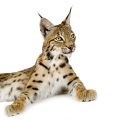 Obraz premium Lynx in front of a white background
