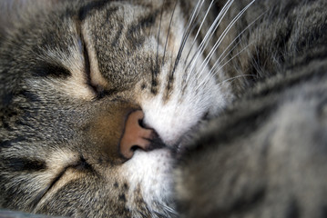 gatto; felino; baffi; occhi; tigrato; bianco; pelo