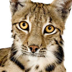 Fototapeta na wymiar Lynx przed białym tle