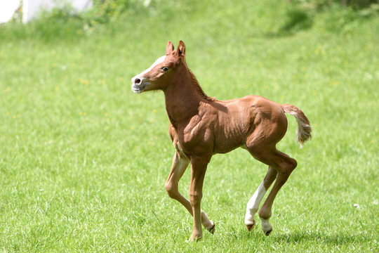 Pferd