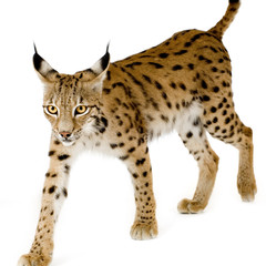 Naklejka premium Lynx in front of a white background